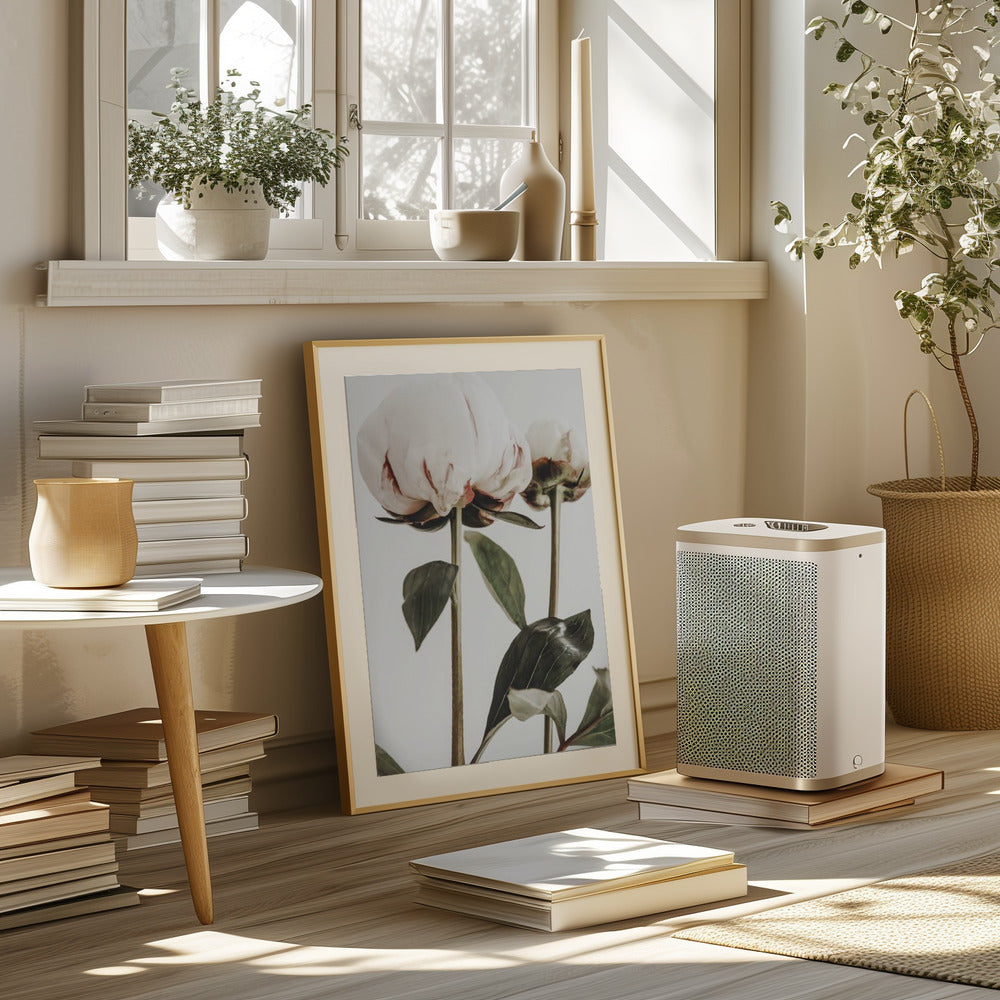Peony 24 Poster och Canvastavla