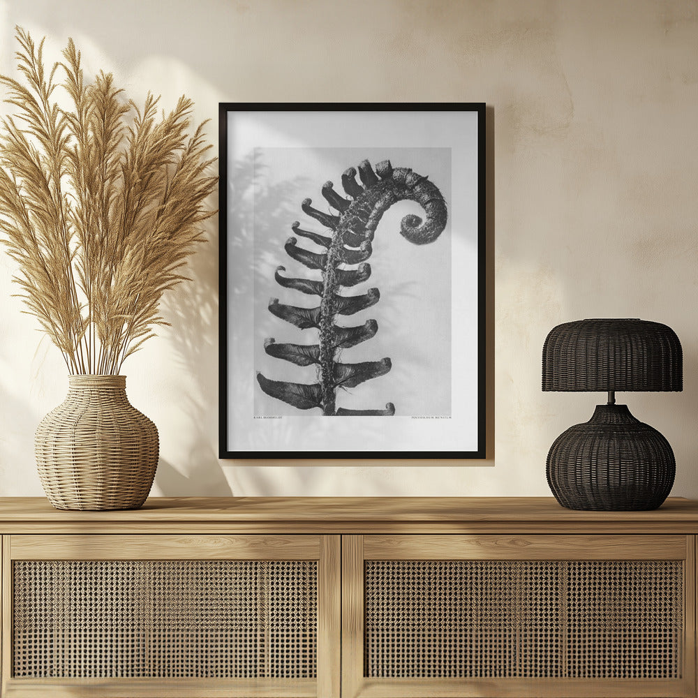 Polystichum Munitum Poster och Canvastavla