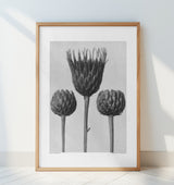 Serratula Nudicaulis Poster och Canvastavla