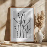 Cornus Florida Poster och Canvastavla