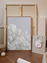 Babys Breath Poster och Canvastavla