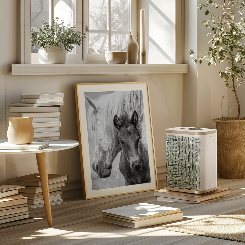 The Foal Poster och Canvastavla