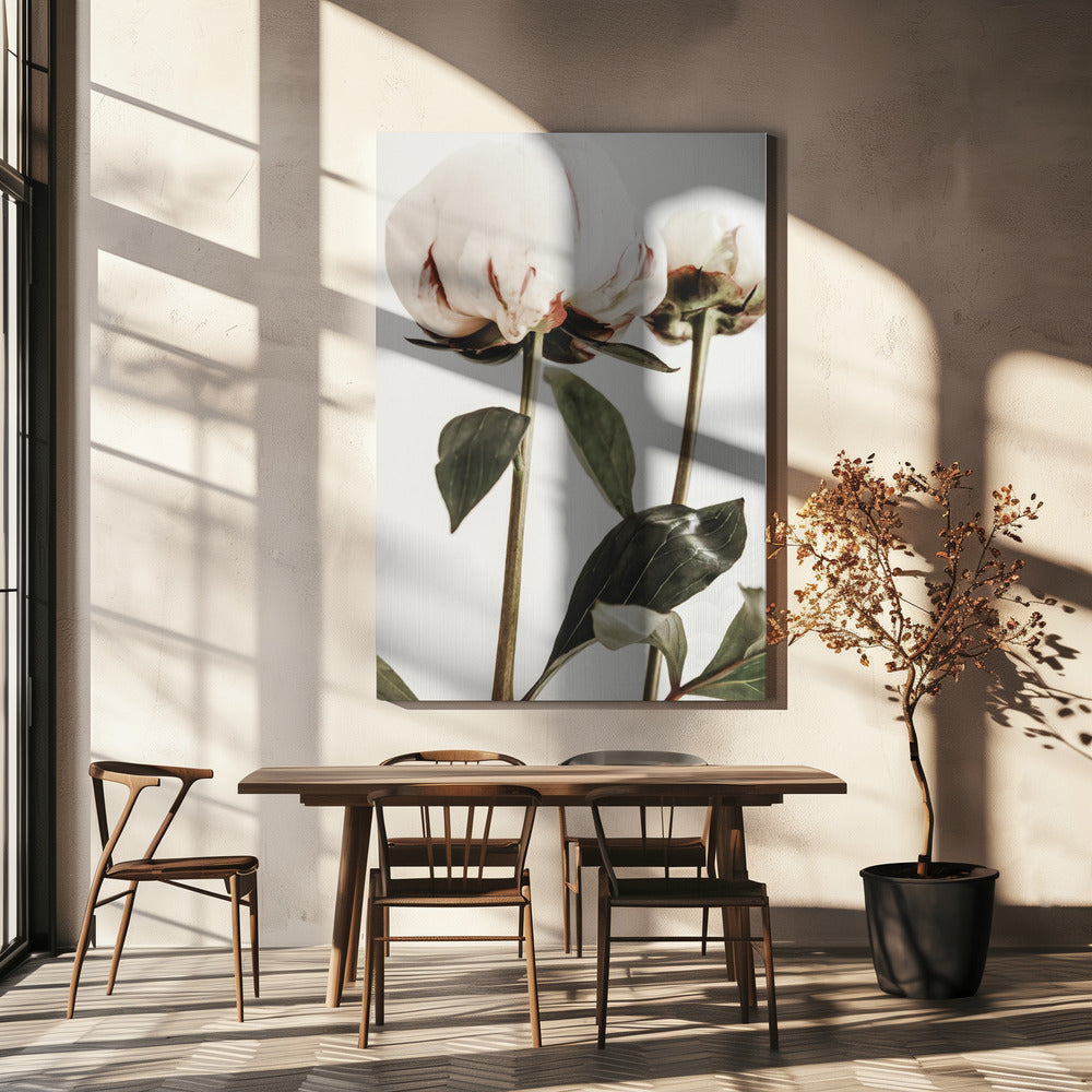 Peony 24 Poster och Canvastavla