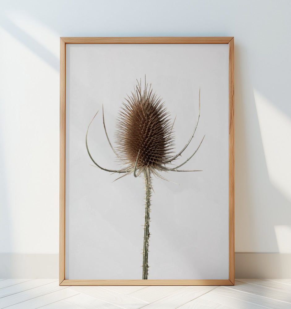 Dried_004 Poster och Canvastavla