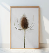 Dried_004 Poster och Canvastavla