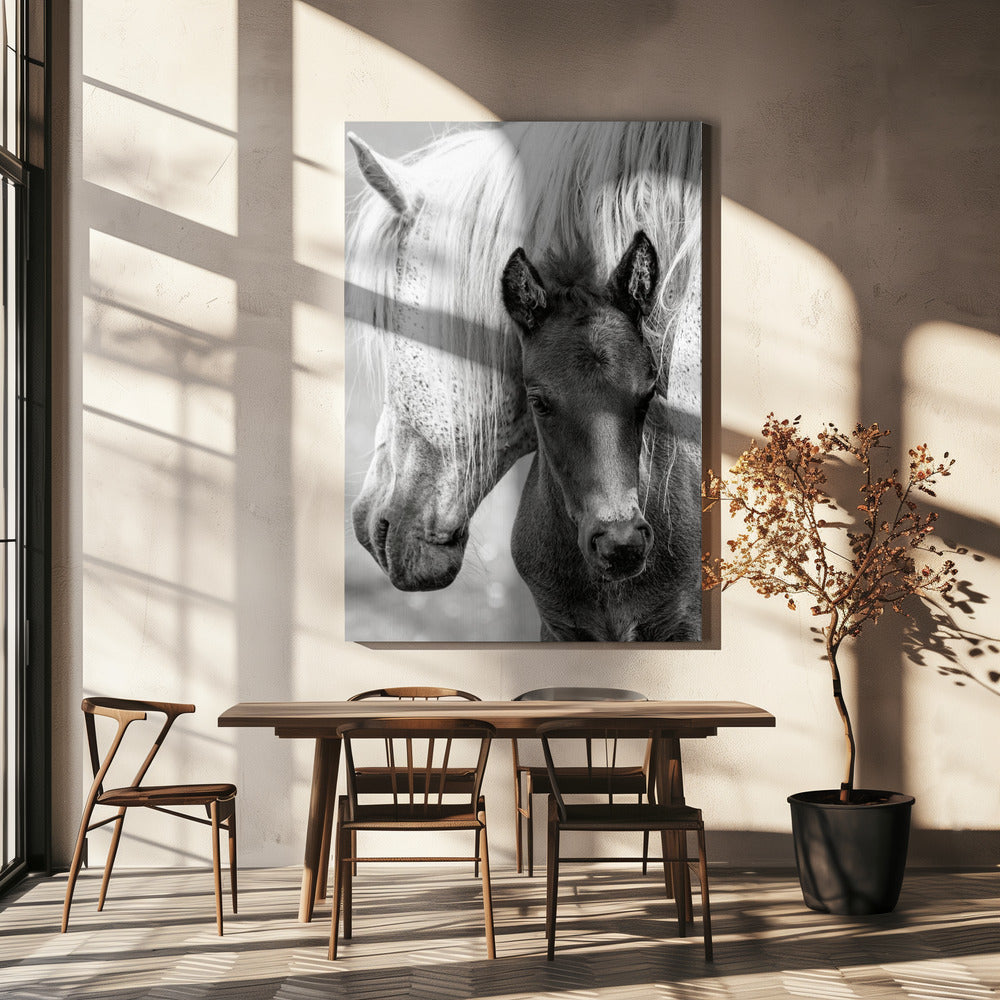 The Foal Poster och Canvastavla