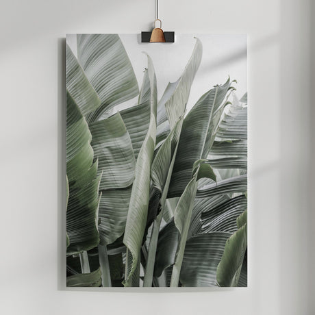 Wild Bannna Poster och Canvastavla