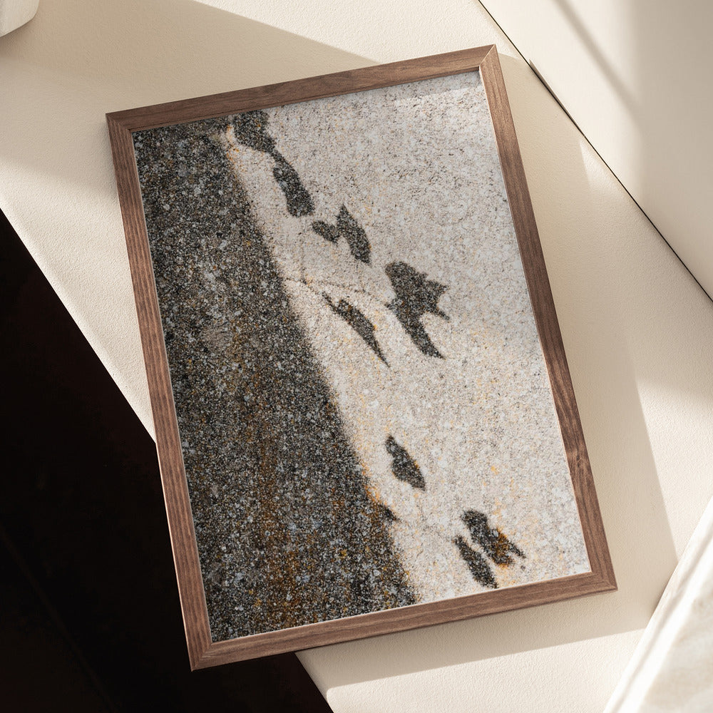 Botanical shadow on the wall Poster och Canvastavla