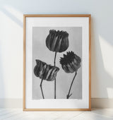 Abutilon (Lime Mallow Poster och Canvastavla