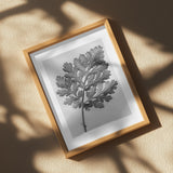 Chrysanthemum parthenium Poster och Canvastavla