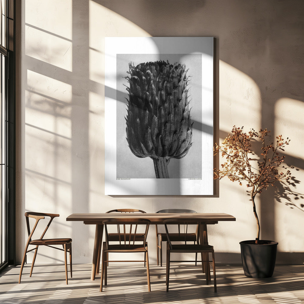 Cirsium Canum (Thistle) Poster och Canvastavla