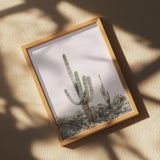 Pink Saguaro Poster och Canvastavla