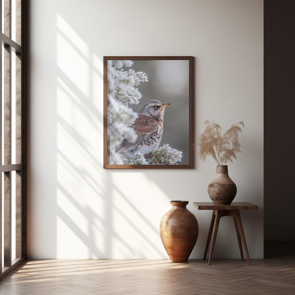 Fieldfare in a winter setting Poster och Canvastavla
