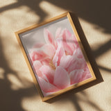 Peony 4 Poster och Canvastavla