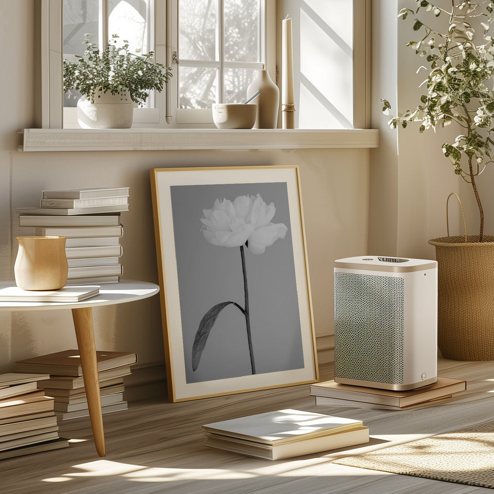 Peony 14 Poster och Canvastavla