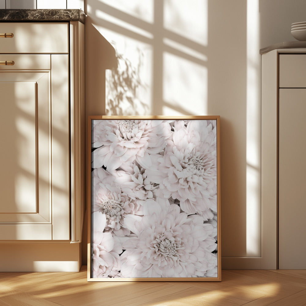 Chrysanthemum No 07 Poster och Canvastavla