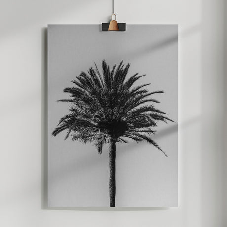 Palm_003 Poster och Canvastavla