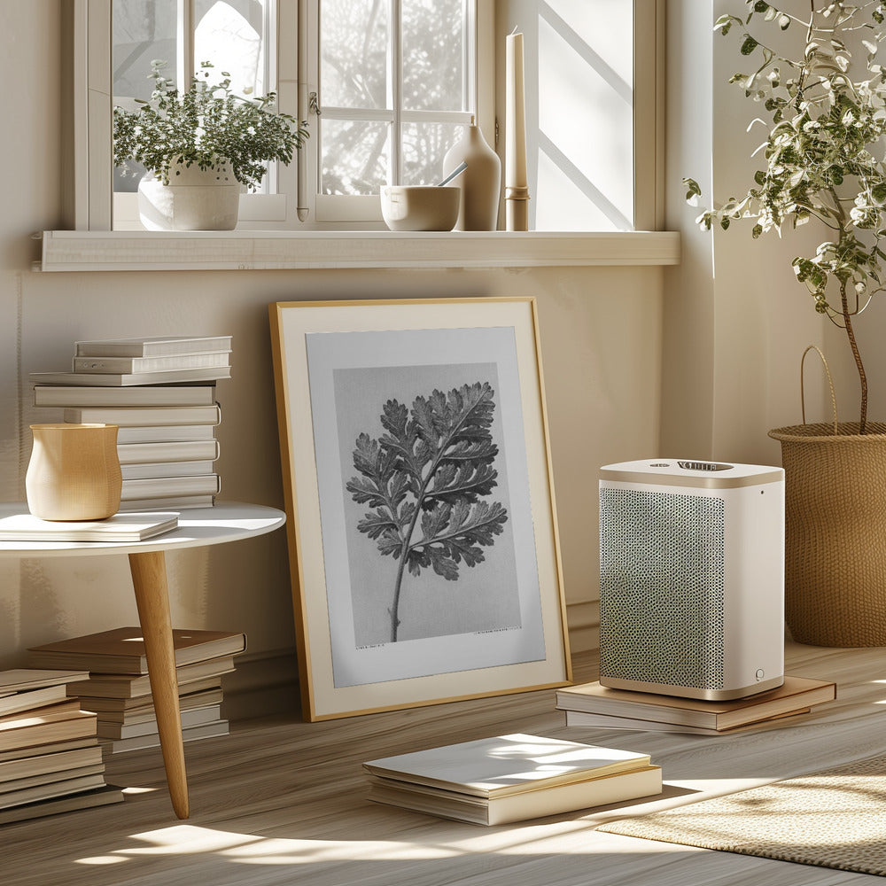 Chrysanthemum parthenium Poster och Canvastavla