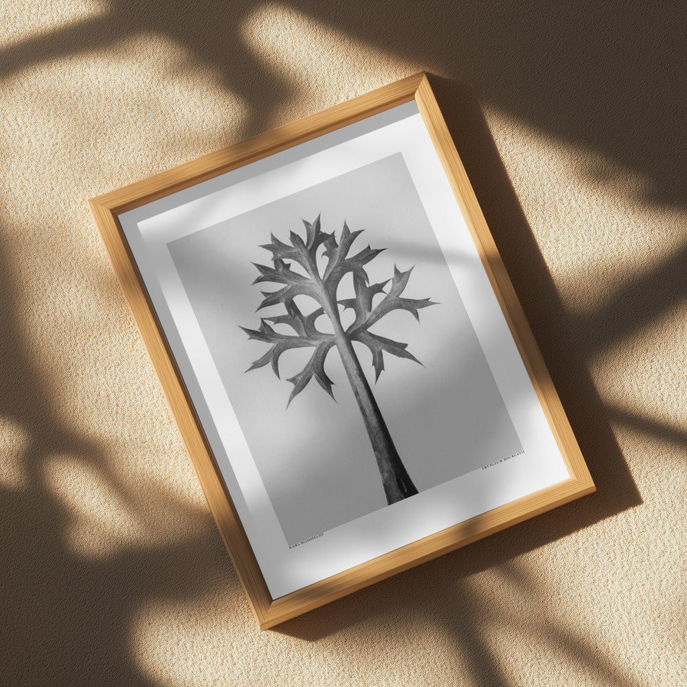 Eryngium Bourgatii Poster och Canvastavla