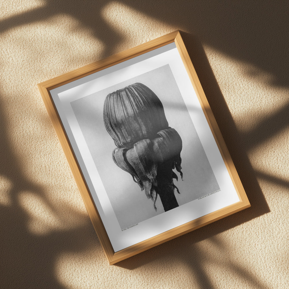 Taraxacum Officinale Poster och Canvastavla