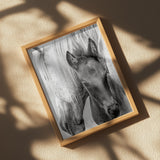 The Foal Poster och Canvastavla