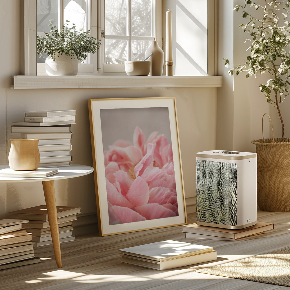 Peony 4 Poster och Canvastavla