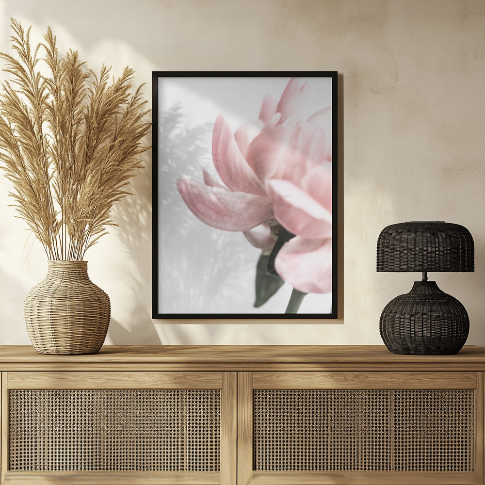 Peony 2 Poster och Canvastavla