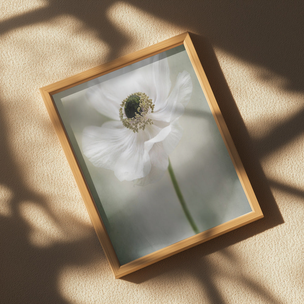 Single White Poster och Canvastavla