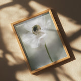 Single White Poster och Canvastavla