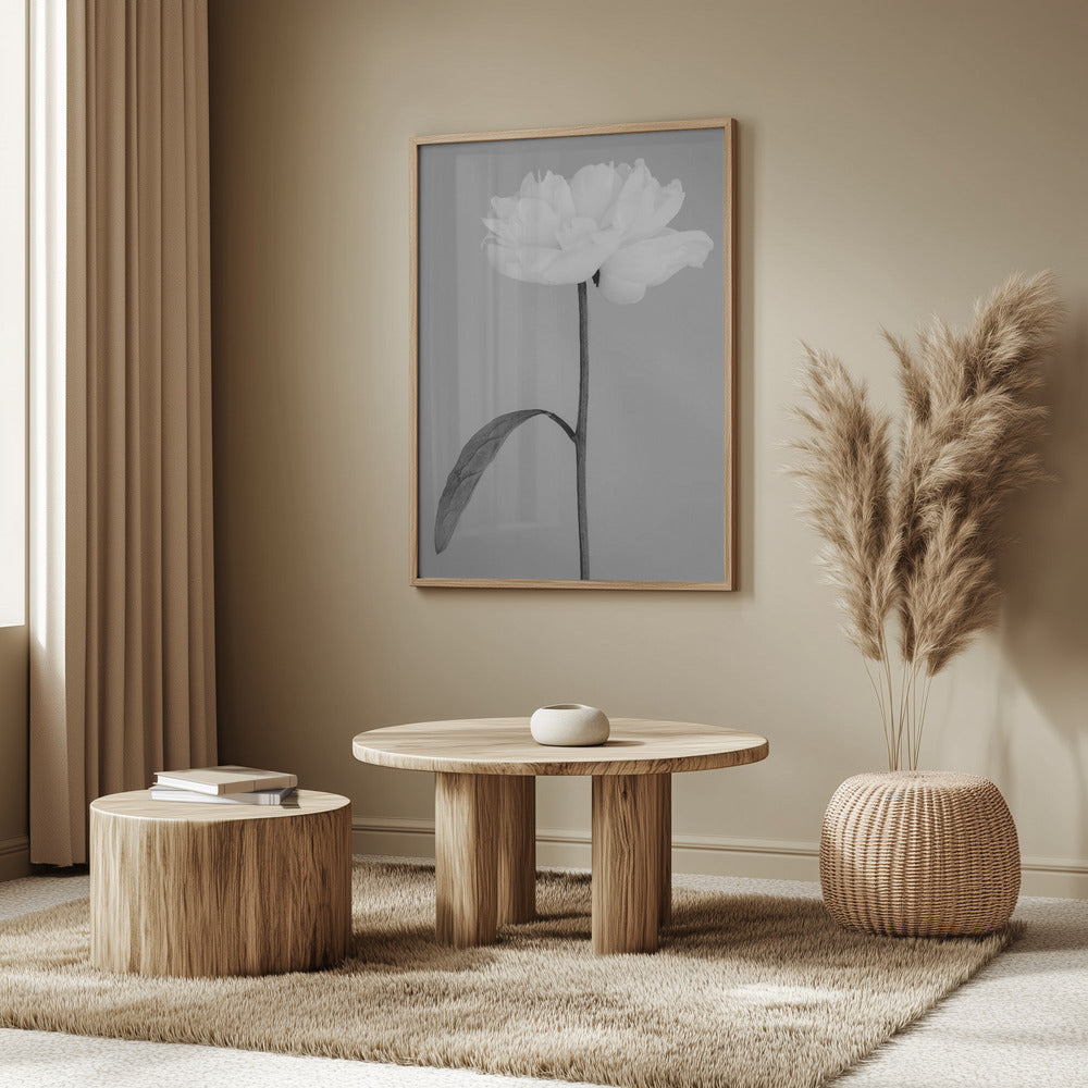 Peony 14 Poster och Canvastavla