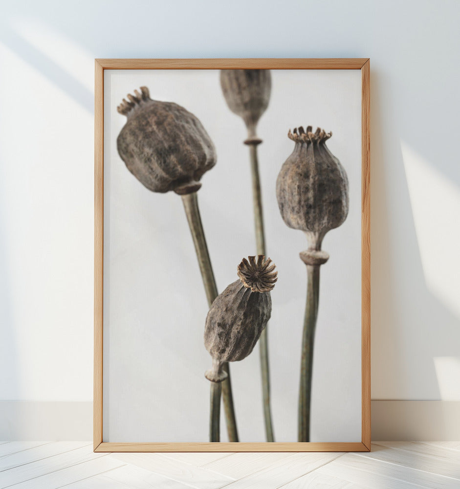 Dried_006 Poster och Canvastavla