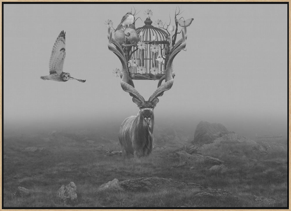Antelope Poster och Canvastavla