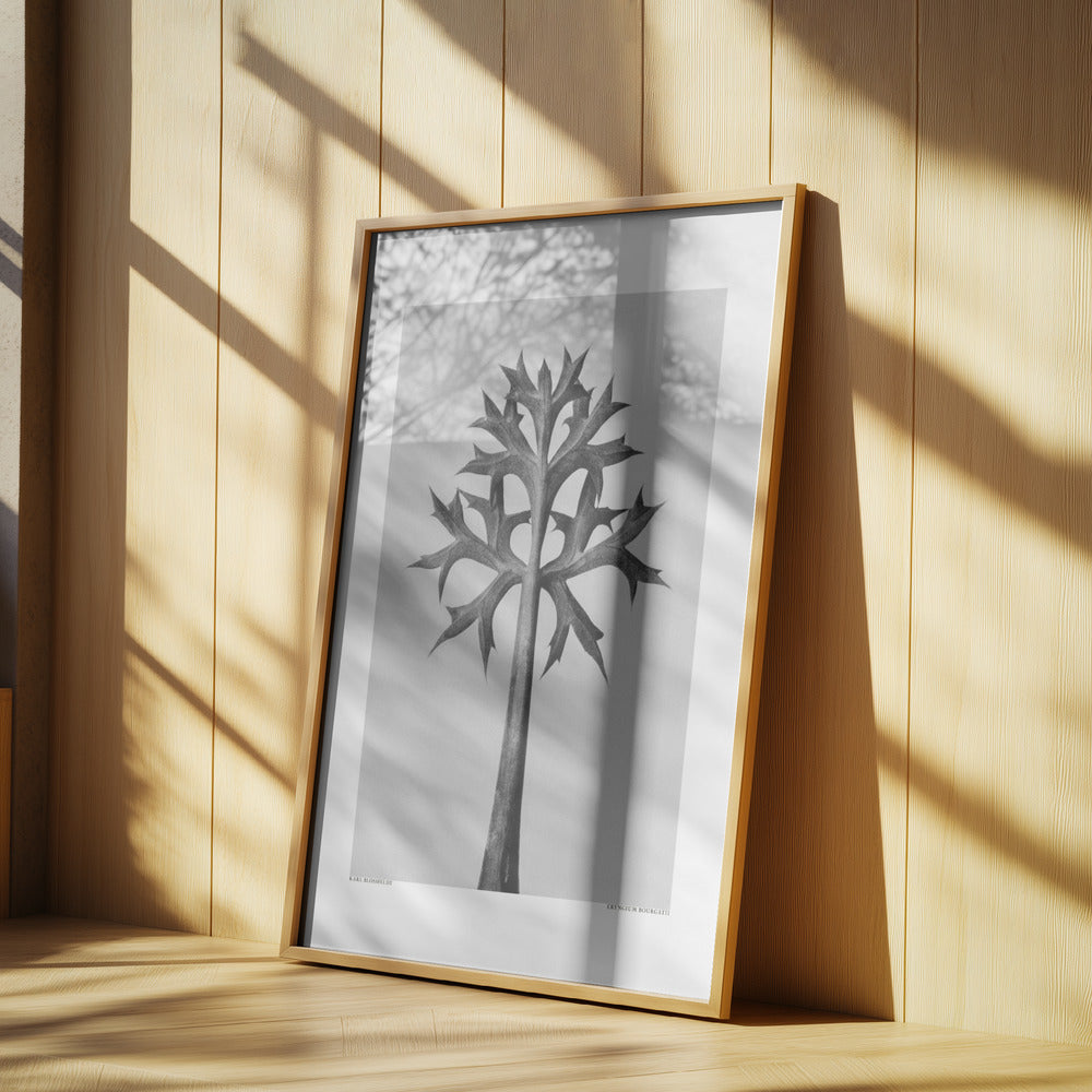 Eryngium Bourgatii Poster och Canvastavla