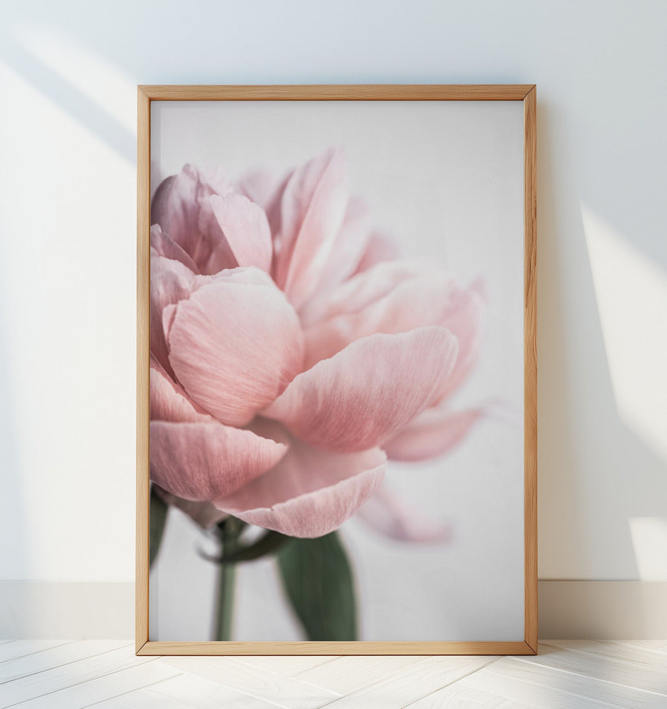 Peony 3 Poster och Canvastavla