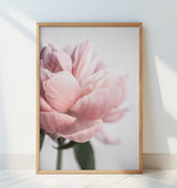 Peony 3 Poster och Canvastavla