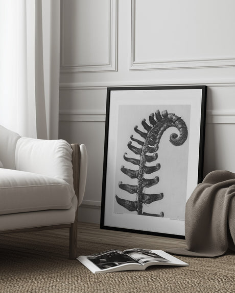 Polystichum Munitum Poster och Canvastavla