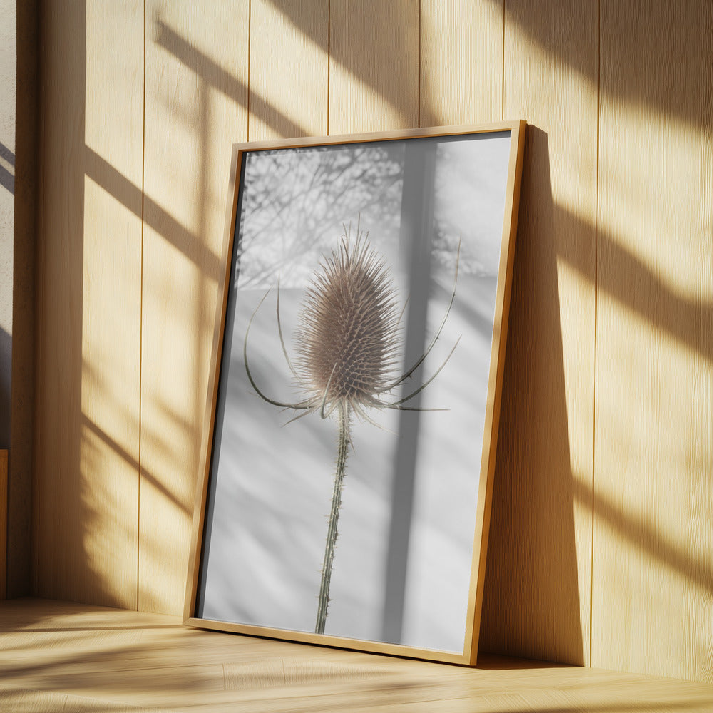 Dried_004 Poster och Canvastavla