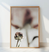 Peony 22 Poster och Canvastavla