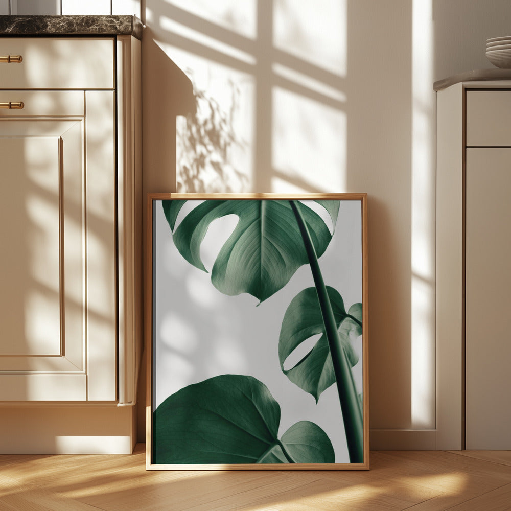 Monstera Natural 37 Poster och Canvastavla