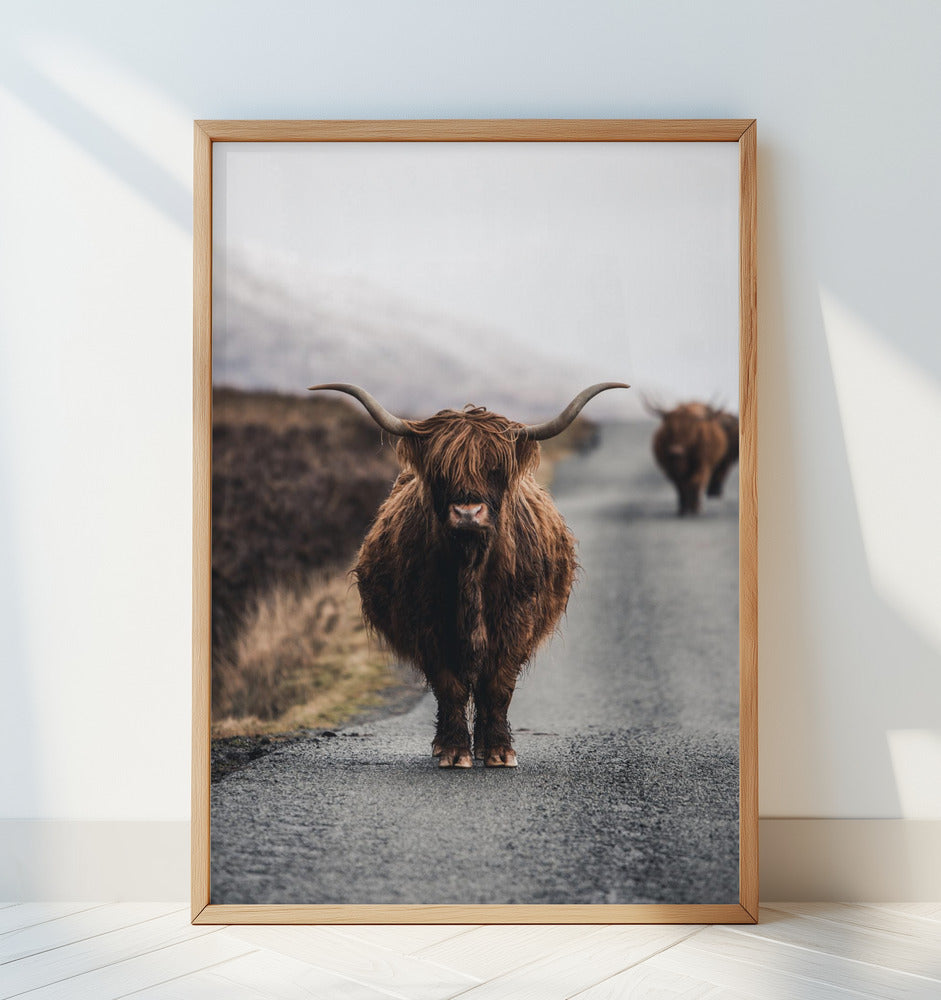 Cow Poster och Canvastavla