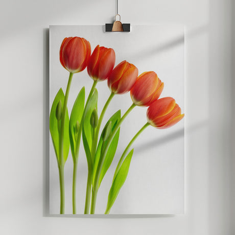 five tulips Poster och Canvastavla