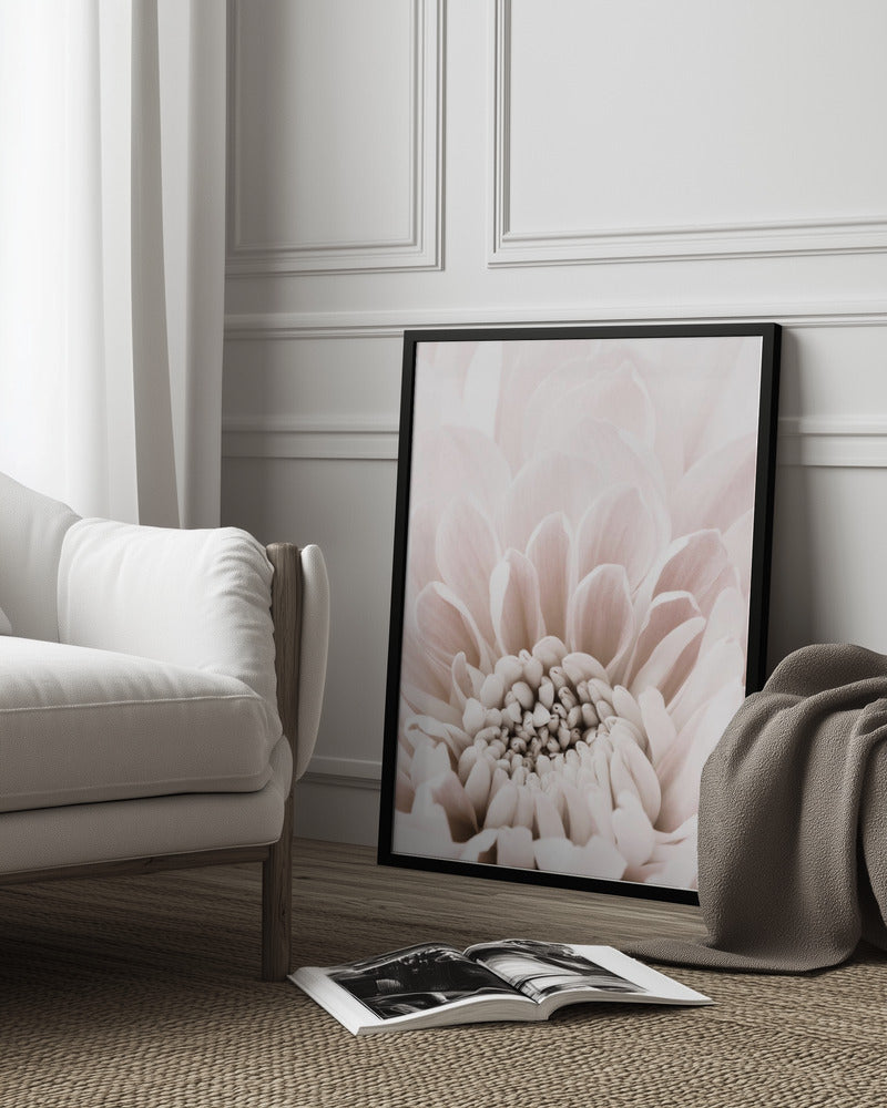 Chrysanthemum No 06 Poster och Canvastavla