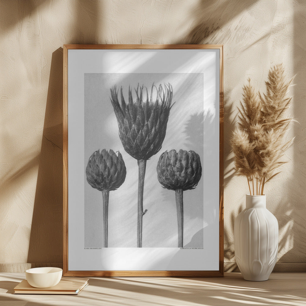 Serratula Nudicaulis Poster och Canvastavla