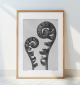 Aspidium Filix Mas Poster och Canvastavla