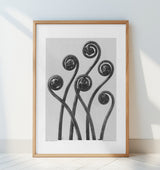 Adiantum pedatum Poster och Canvastavla