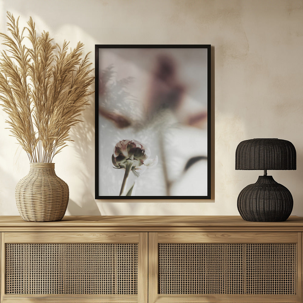 Peony 22 Poster och Canvastavla