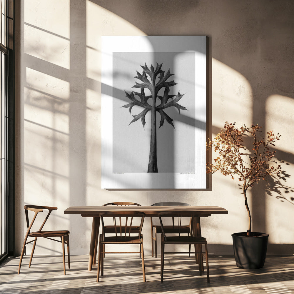 Eryngium Bourgatii Poster och Canvastavla