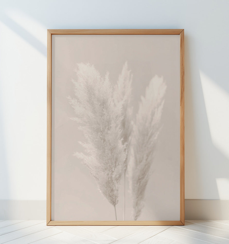Pampas Grass_002 Poster och Canvastavla