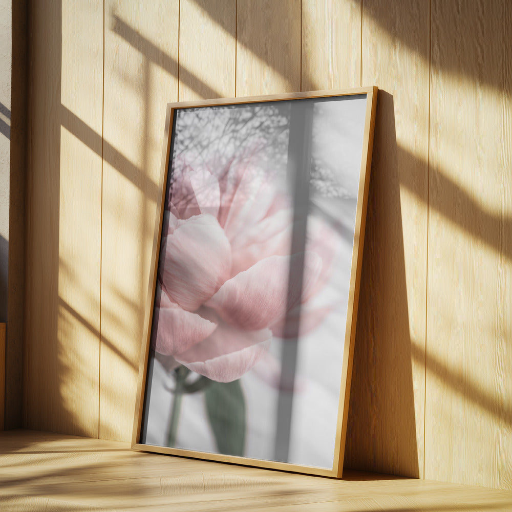 Peony 3 Poster och Canvastavla