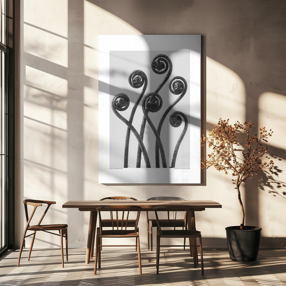 Adiantum pedatum Poster och Canvastavla